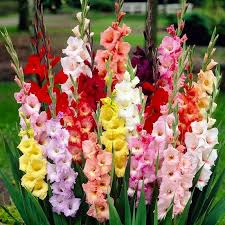 Gladiolus Flower (10 Bulbs)