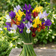 Dutch Iris Bulbs Mix Colors | Colorful Flower Bulbs