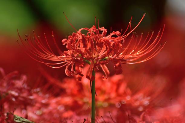 Red Spider Lily Bulbs | Exotic Flowering Plant for Garden Beauty