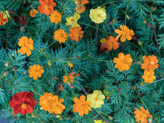 Cosmos Sulphureus Flower Seeds  Mix Color | Heat-Tolerant Summer Blooms