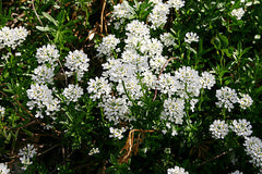 Alyssum White Flower Seeds | Fragrant Winter Bloom for Borders & Pots