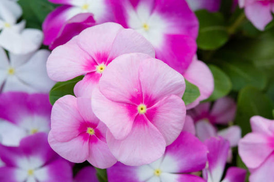 Buy Vinca Rosea Flower Seeds  Heat-Resistant Summer Blooms
