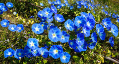 Morning Glory Blue Flower Seeds in Pakistan  Climbing Vine with Stunning Blooms