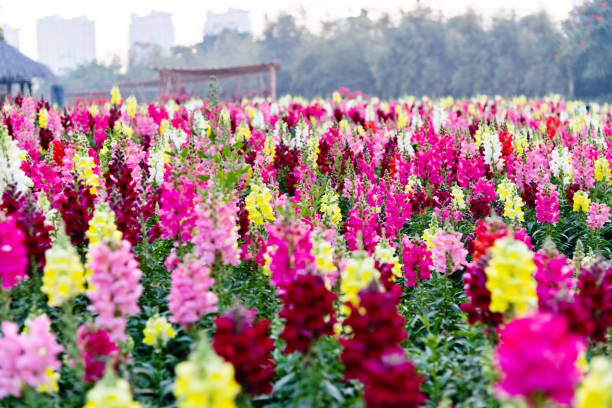 Antirrhinum Mix Flower Seeds | Colorful Snapdragon Blend for Pakistans Winter