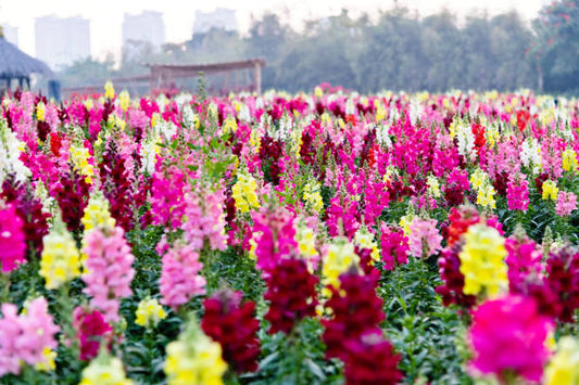 Antirrhinum Mix Flower Seeds | Colorful Snapdragon Blend for Pakistans Winter