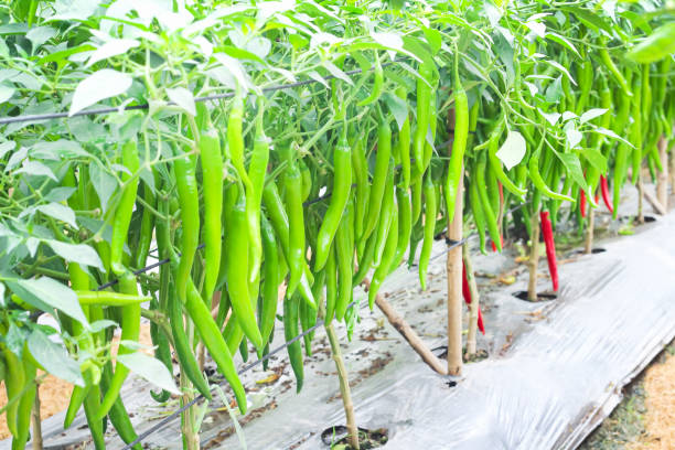 Hybrid Green Chili Seeds (Sabaz Mirch)  High Yield, Disease Resistant
