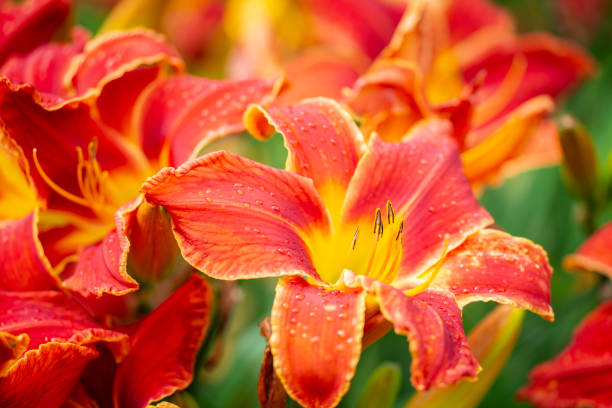Buy Red Rain Lily Bulb in Pakistan  Zephyranthes 1 Bulb