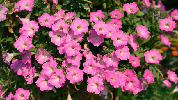 Petunia Pink Morn F1 Hybrid Seeds | Winter Flowering Seeds in Pakistan