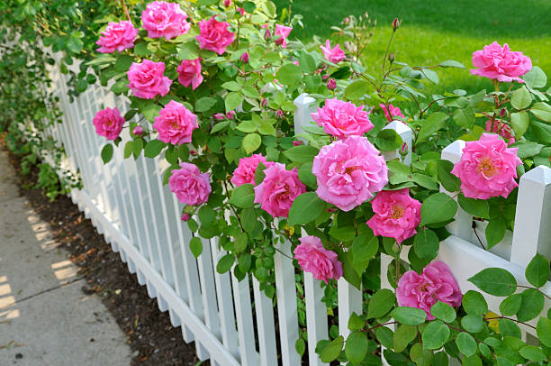 Buy Pink Rose Vine in Pakistan  Fragrant Climbing Rose Plant