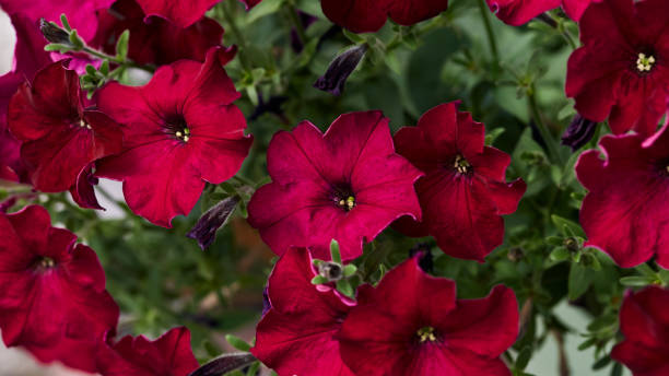 Petunia Crimson Star F1 Hybrid Seeds | Winter Flower Seeds in Pakistan