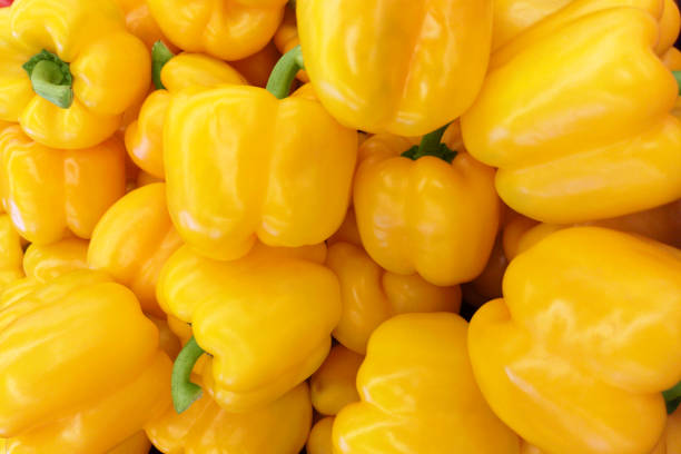 Yellow Capsicum Seeds Hybrid | Sweet Bell Pepper Seeds