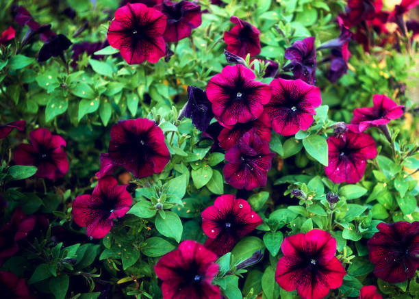 Petunia Velvet F1 Hybrid Seeds | Winter Blooming Annual Flower