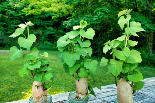 Sweet Potato Vine Paneeri  Fast-Growing Decorative Plant for Pakistan Gardens