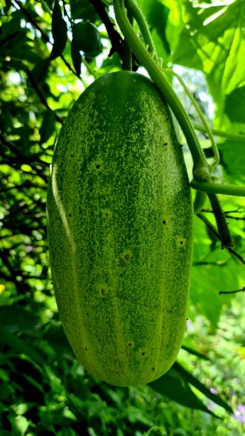 Organic Cucumber Seeds (Kheera Beej)  Chemical-Free Summer Vegetable