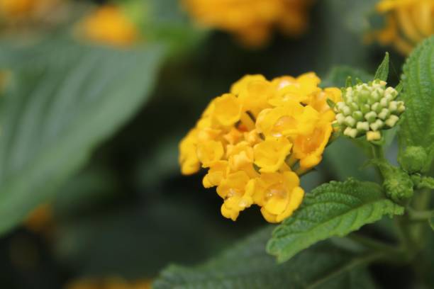 Verbena Yellow Flower Seeds  Cheerful Summer Blooms for Pakistan Gardens