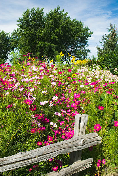 Morning Glory Mix Flower Seeds in Pakistan  Colorful Climbing Vine for Fences & Arches
