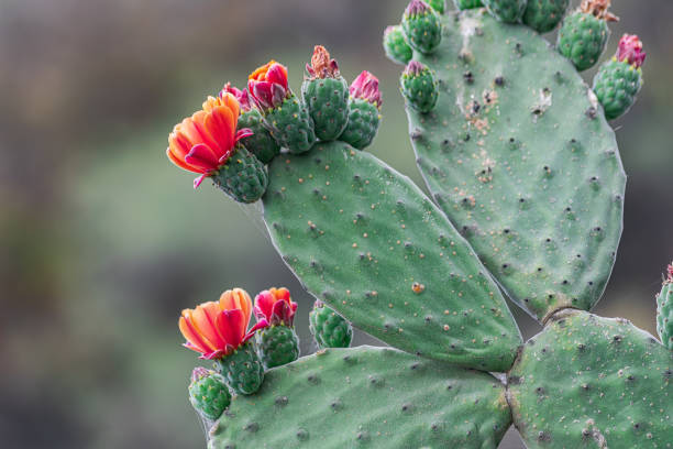Prickly Pear Succulent in Pakistan  Opuntia Cactus Plant for Home Gardens