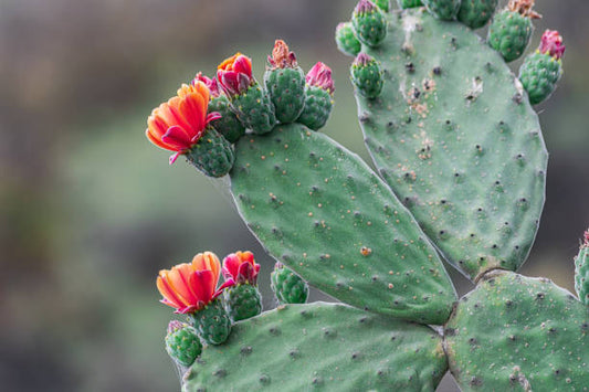 Prickly Pear Succulent in Pakistan  Opuntia Cactus Plant for Home Gardens