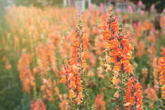 Antirrhinum Orange Flower Seeds | Snapdragon Seeds for Winter Blooming