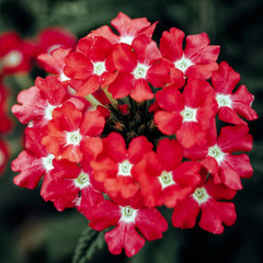 Buy Verbena Red Flower Seeds  Summer Heat Resistant Blooms in Pakistan