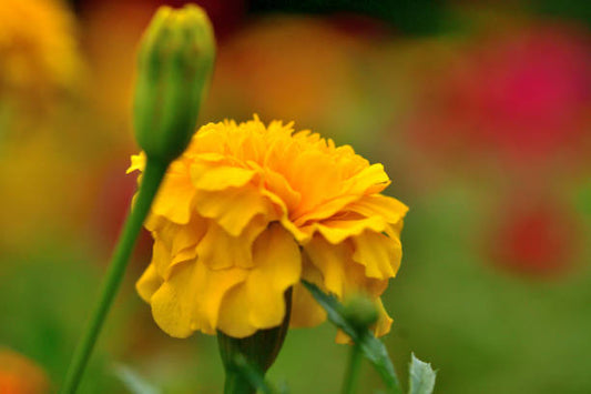 Zinnia Yellow Flower Seeds | Bright Summer Blooms for Gardens