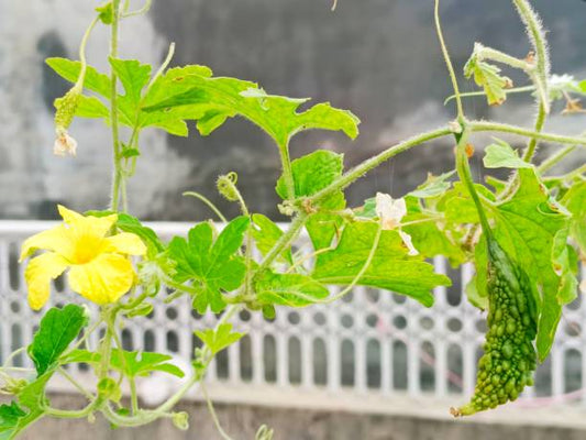 Bitter Gourd Karela Organic Seeds | Natural, Non-GMO Summer Vegetable in Pakistan