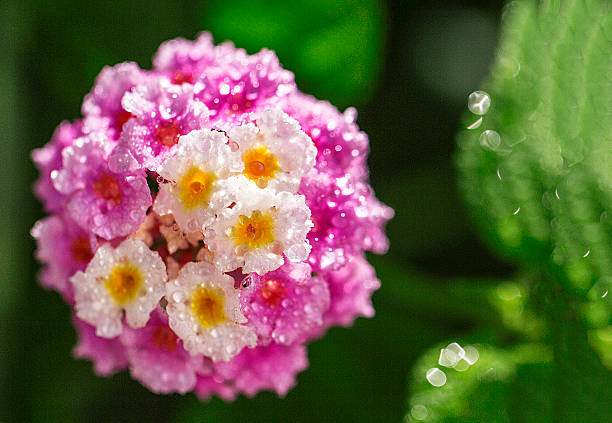 Buy Verbena Pink Flower Seeds in Pakistan  Long Blooming Plant