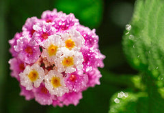Buy Verbena Pink Flower Seeds in Pakistan  Long Blooming Plant