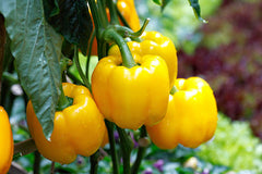 Orange Capsicum Hybrid Seeds | Sweet Bell Pepper Seeds