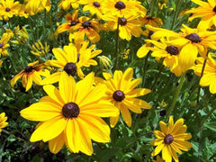 Rudbeckia Flower Seeds  Black-Eyed Susan | Summer Blooming Seeds