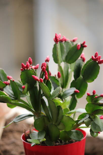 Christmas Cactus Cuttings  Easy to Grow & Festive Blooms