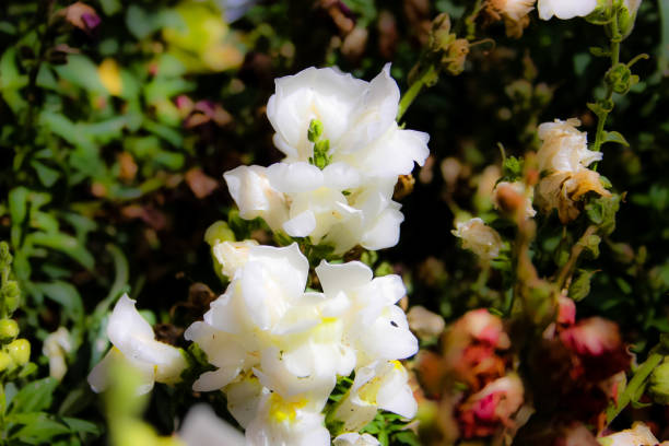 Antirrhinum White Flower Seeds | Winter Snapdragon Seeds