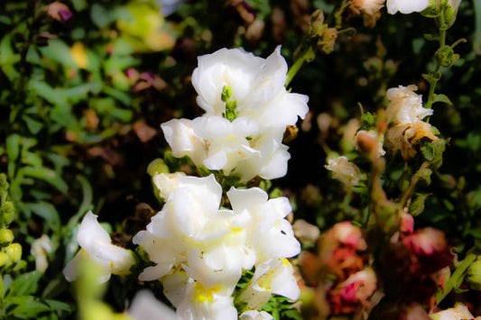 Antirrhinum White Flower Seeds | Winter Snapdragon Seeds