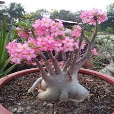 Adenium Arabic King of Crown 10 Seeds | Premium Desert Rose Variety