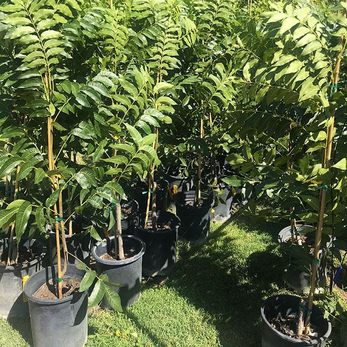 Pecan Nut Plant – Premium Grafted Nut Producing Plant