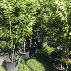 Pecan Nut Plant – Premium Grafted Nut Producing Plant