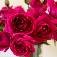 David Austin Red Rose – Deep Crimson Fragrant English Rose