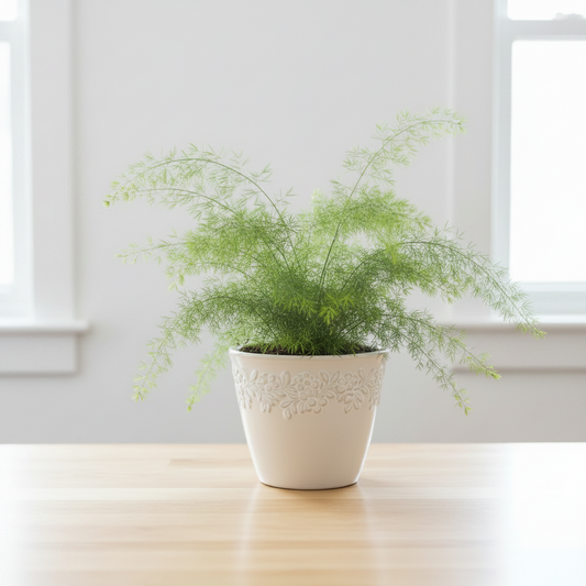 Asparagus Fern  Lush & Elegant Greenery