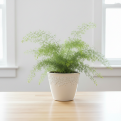 Asparagus Fern  Lush & Elegant Greenery