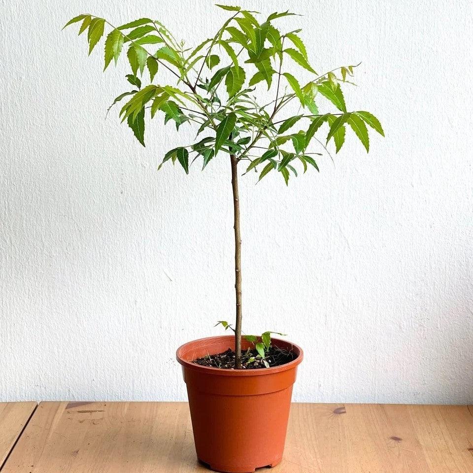 Neem Plant – Azadirachta Indica Medicinal Tree