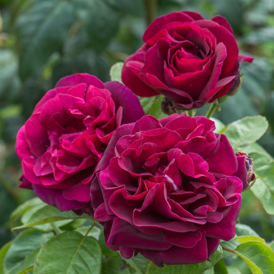 English Rose Purple – Deep Velvet Fragrant Rose Plant