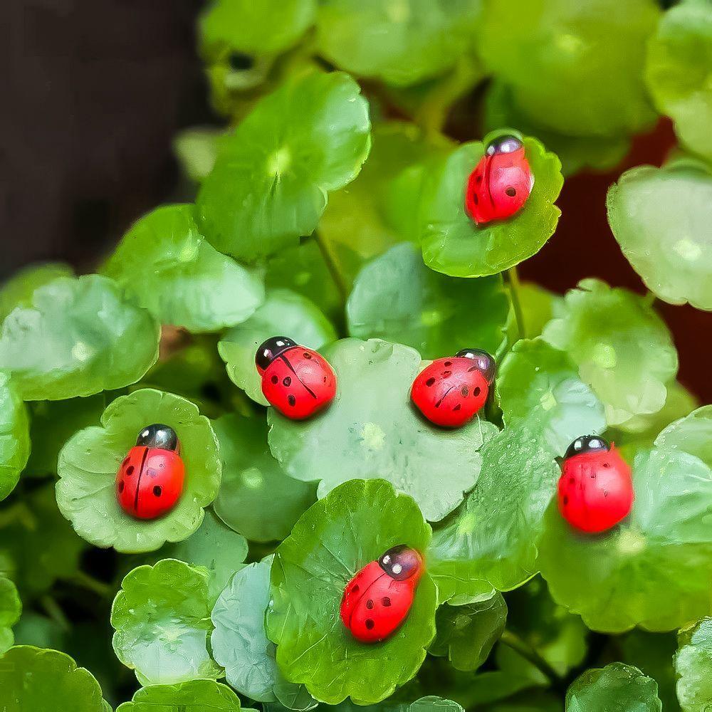 Artificial Ladybirds (Available in 2 Variants) – Decorative Garden & Plant Ornaments