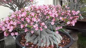 Adenium Thai Nangpaya Seeds (5 pcs) | Imported Desert Rose Variety