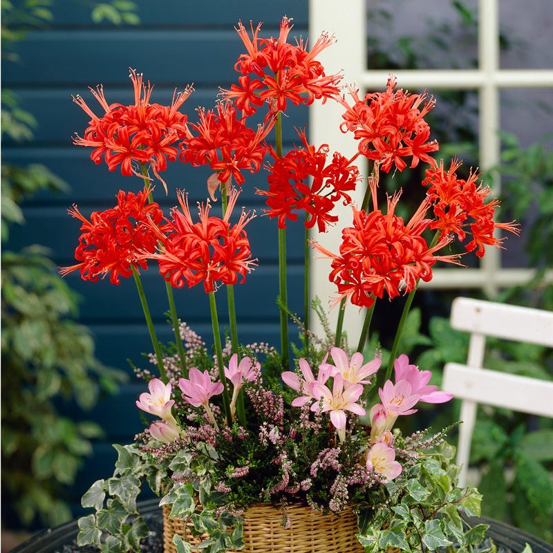 Red Nerine Lily Bulb – Rare Flowering Spider Lily Bulb