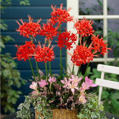 Red Nerine Lily Bulb – Rare Flowering Spider Lily Bulb