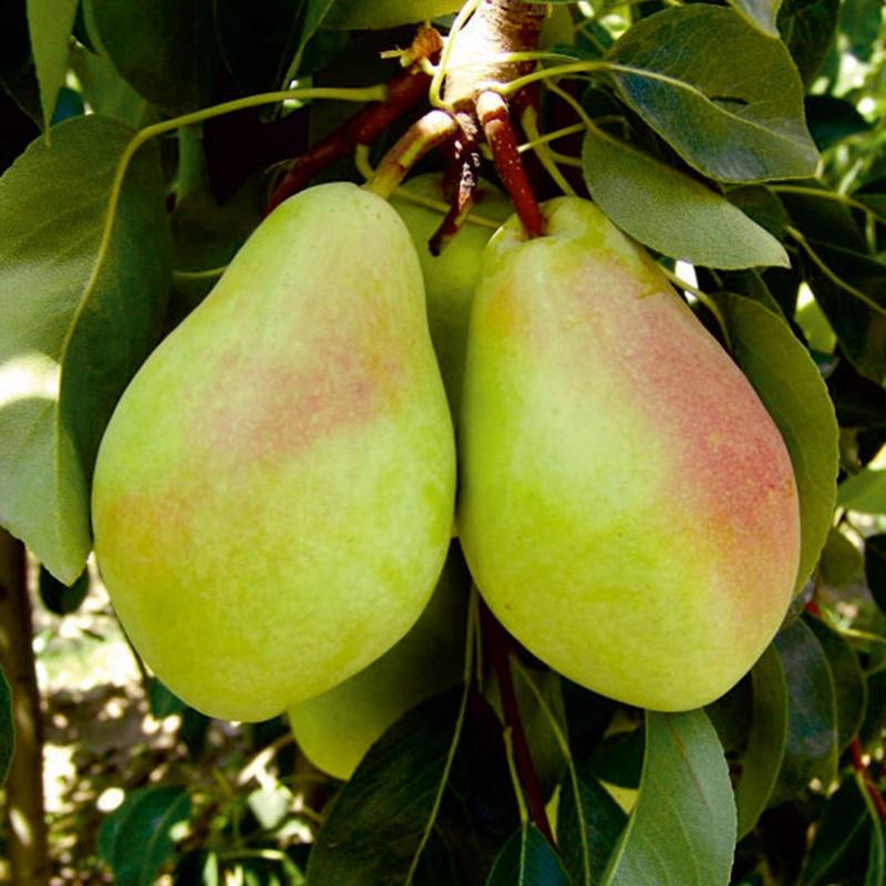 Maria Shover Pear Plant – Premium Grafted Pear Fruit Plant