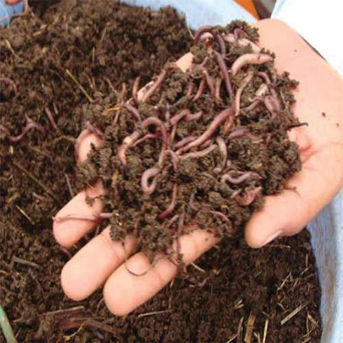 Vermi Compost (500 gm)