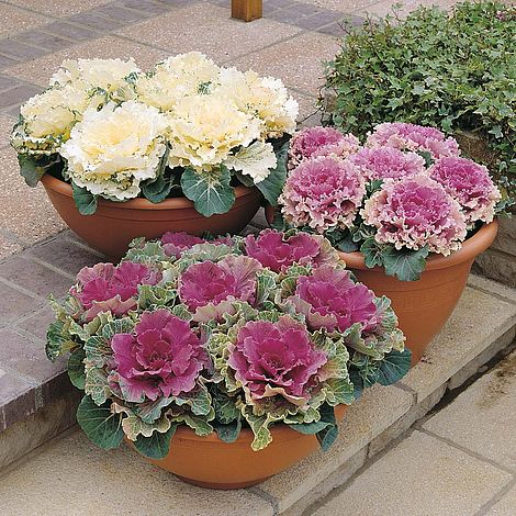 Ornamental Cabbage Seeds  Flowering Cabbage for Winter Garden Decoration