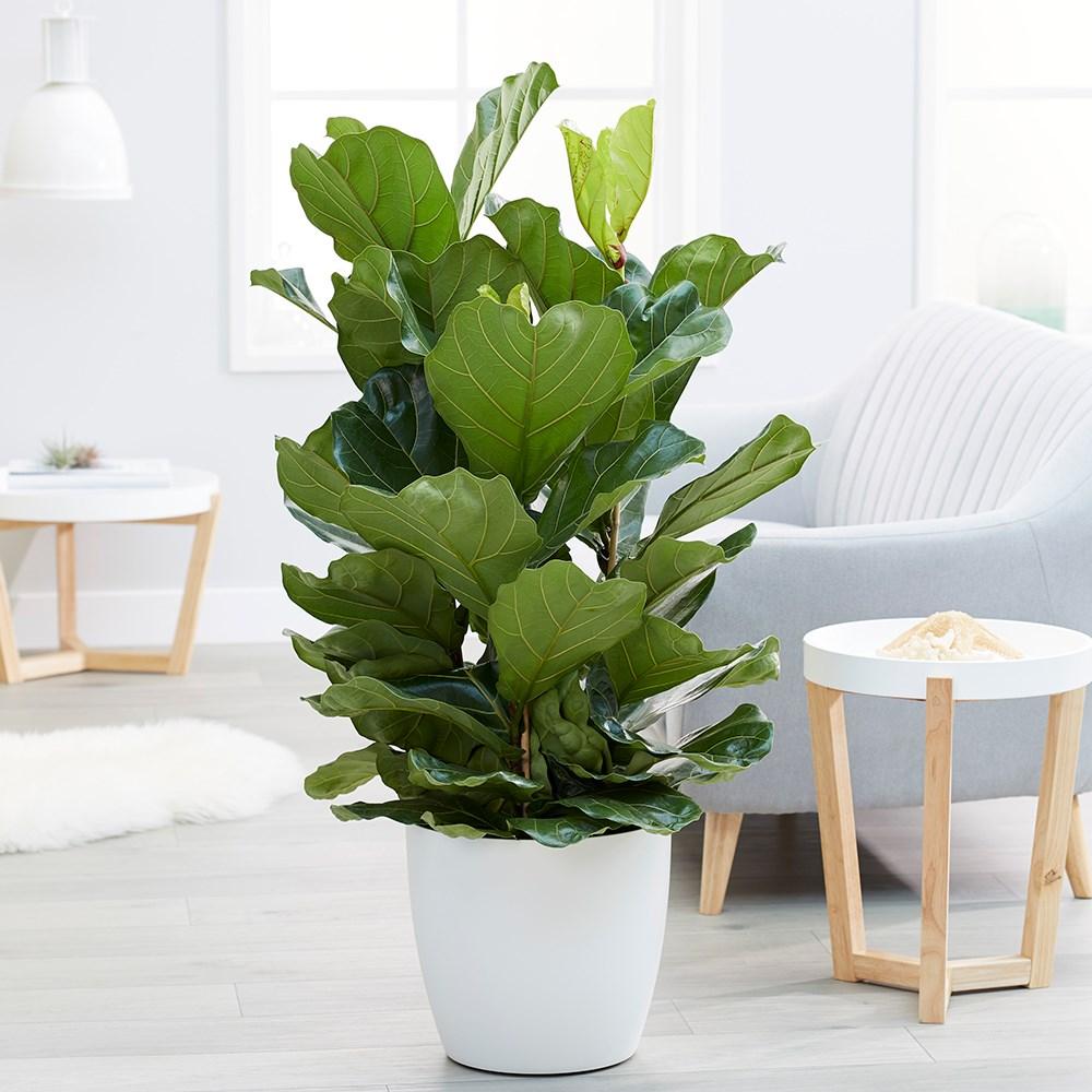 Fiddle Leaf Plant – Premium Fiddle Leaf Fig (Ficus lyrata)