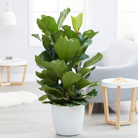 Fiddle Leaf Plant – Premium Fiddle Leaf Fig (Ficus lyrata)